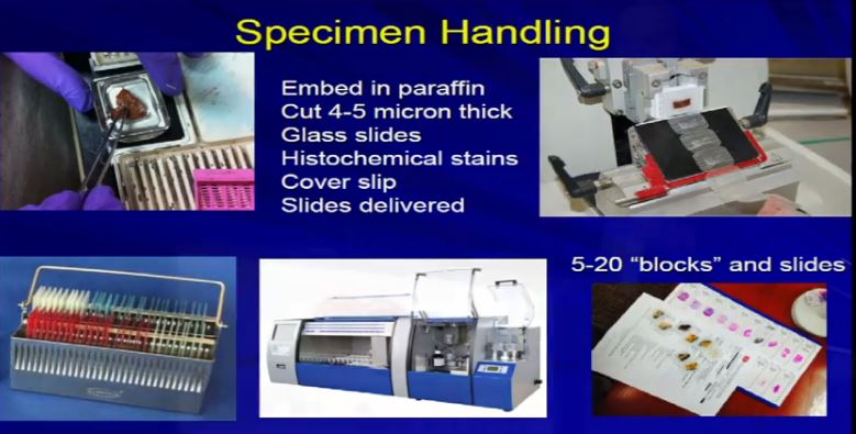 Path 3a Specimen Handling