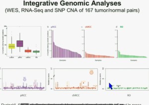 BRUG 24 Intr gen analy subtype RCC